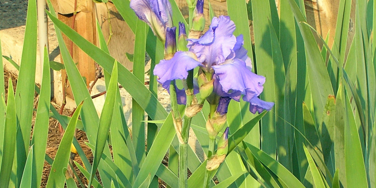 Crested Iris (Iris cristata), a low growing native species. Photo by Joey Williamson, ©2007 HGIC, Clemson Extension