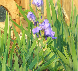‘Sugar Blues’ Iris re-blooming in August.