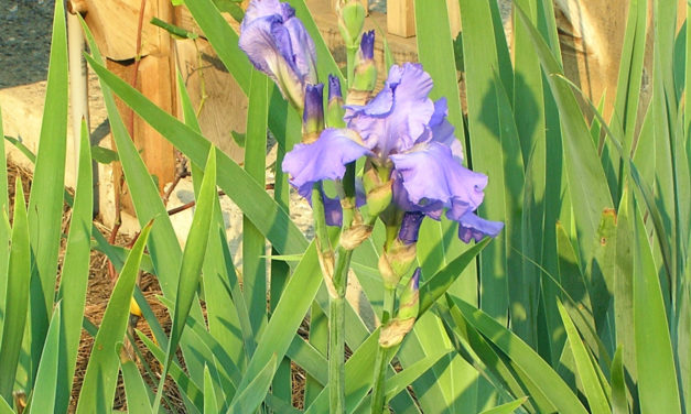 Iris