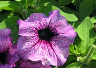 'Sugar Daddy', a grandiflora type petunia.