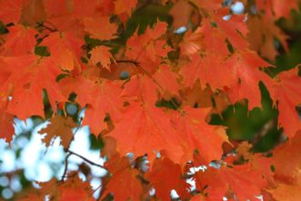 Sugar maple (Acer saccharum) displaying orange carotenoid pigments in leaves.