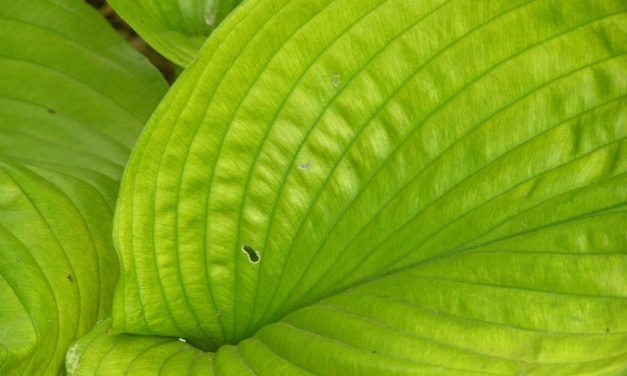 Hosta