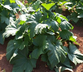 Summer squash (Cucurbita pepo) is a warm-season crop that grows best at average temperatures between 65 and 75 °F.