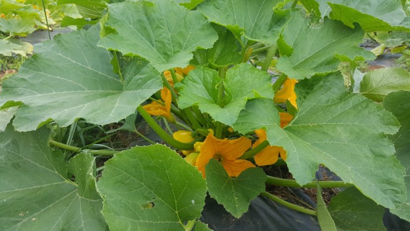 Sunburst patty pan squash is scallop shaped and has a good yield. 