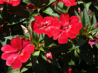 SunPatiens tolerate more sun and have resistance to downy mildew. 