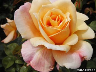 ‘Sutter’s Gold’ hybrid tea rose. 