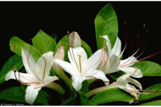 Sweet azalea (Rhododendron arborescens).