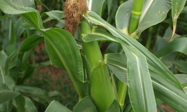 Sweet Corn
