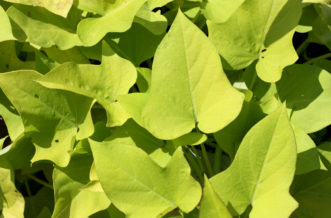 Sweet Potato Vine (Ipomoea batatas 'Desana Lime').