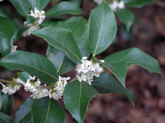 Sweetly fragrant, white flowers of Fortune’s tea olive (Osmanthus x fortunei) in October.