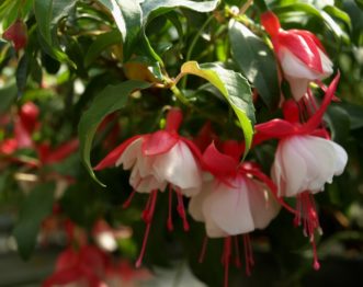 ‘Swingtime’ fuchsia (Fuchsia x hybrid ‘Swingtime’) has large, double white flowers that contrast with the striking red sepals.