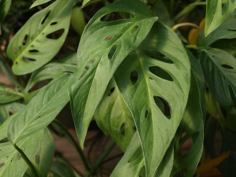 Swiss cheese plant (Monstera deliciosa) will develop interesting holes and deep cuts in the leaves when grown in proper light conditions.