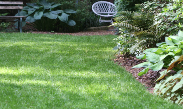 Tall Fescue Maintenance Calendar