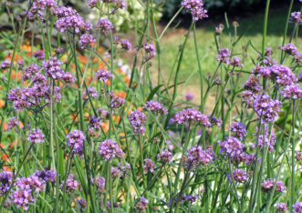 Tall growing Purpletop vervain (Verbena bonariensis).