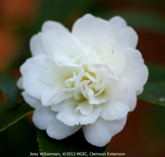 Tea oil camellia (Camellia oleifera ‘Snow Flurry’) blooming in November.