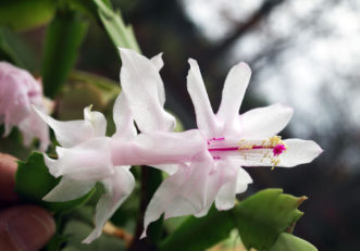 Thanksgiving cactus with pale pink blossom.