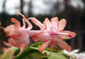 Thanksgiving cactus with peach-colored blossom.