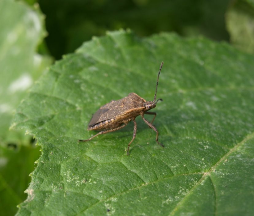 The adult squash bug is a dark gray to dark brown insect that has piercing mouthparts that suck the sap out of leaves. 