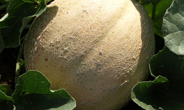 Cantaloupe & Honeydew Melons