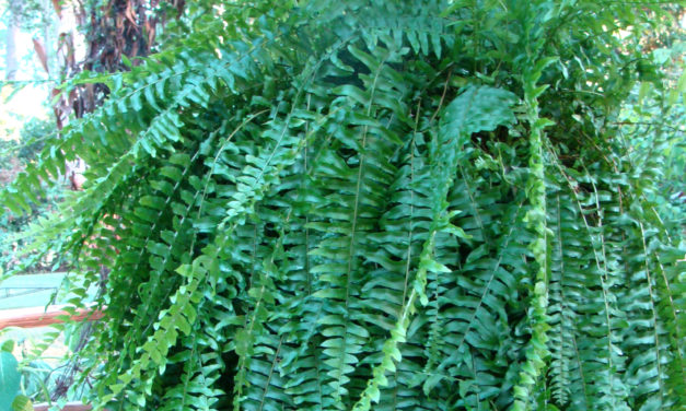 Indoor Ferns