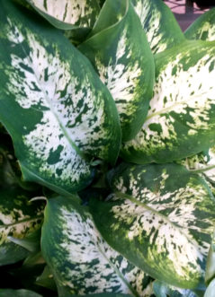 The ‘Compacta’ variety (Diffenbachia maculata ‘Compacta’) is a good choice for a home or office where the space is limited.