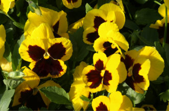The dark center on some pansies is called a “face.”