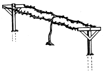 The double-curtain trellis with established vines.