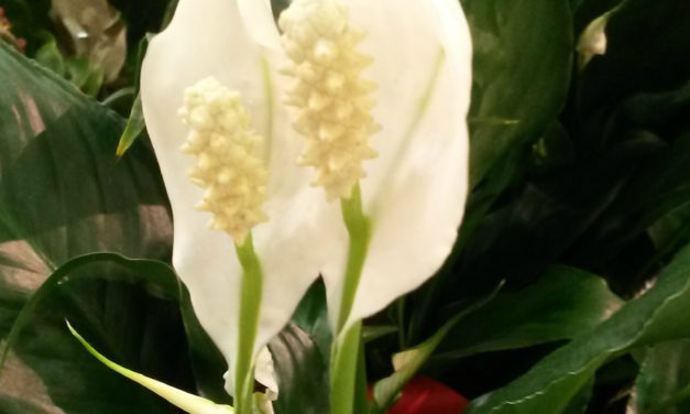 Peace Lily