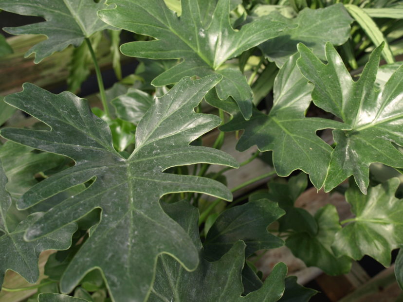 The ‘Dwarf Selloum’ philodendron (Philodendron bipinnatifidum ‘Dwarf Selloum’) is more compact, but can still get six feet tall and wide.