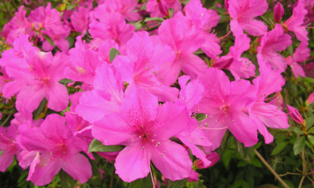 Azalea Care