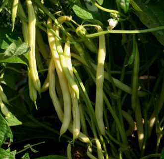 The Gold Rush bush bean is so tender that it can be eaten fresh.