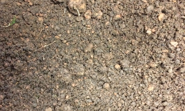 Soil Conditioning – Establishing a Successful Gardening Foundation