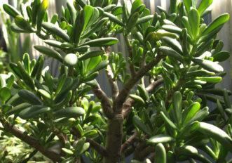 The Jade Tree (Crassula ovata) has stout brown trunks that support glossy green leaves.