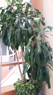 The ‘Janet Craig’ Dracaena (Dracaena deremensis ‘Janet Craig’) can grow up to ten feet tall.