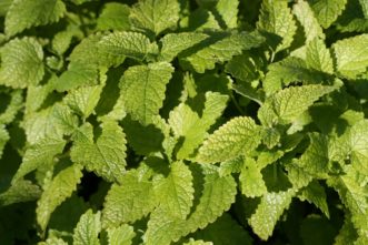 The leaves of lemon balm (Mellisa officinalis) are used in making a lemon-flavored tea.
