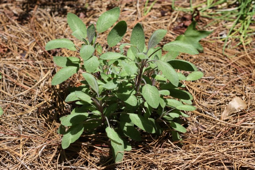 The leaves of sage (Salvia officinalis) are used to flavor sausages, soups, stews, and stuffing.