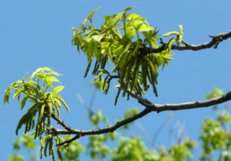 The male catkins are born below the new season’s growth on one year old wood.