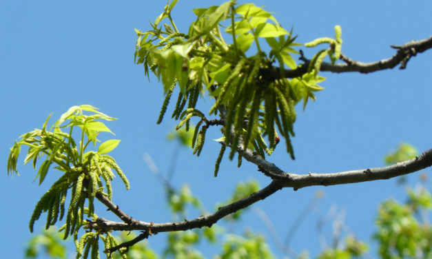 Pecan Planting & Fertilization