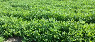 The peanut (Arachis hypogaea) is a tropical plant that originated in South America.