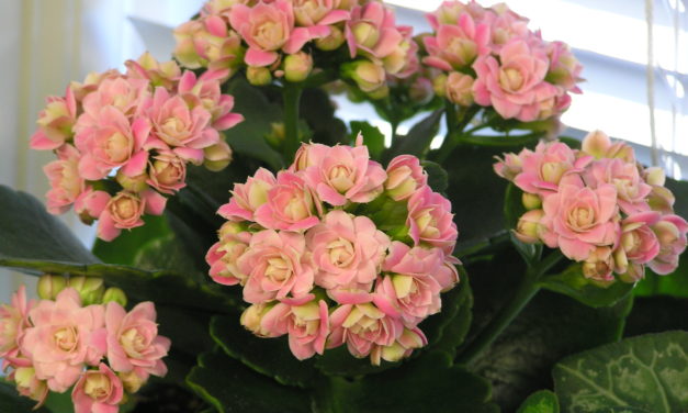 Kalanchoe