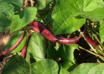 The Red Swan bush bean has deep rose-purple pods that turn bright green when cooked.
