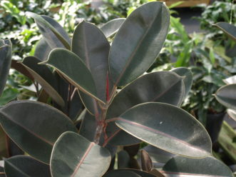 The Rubra rubber plant (Ficus elastica ‘Rubra’) has mature dark green leaves with red mid-ribs.