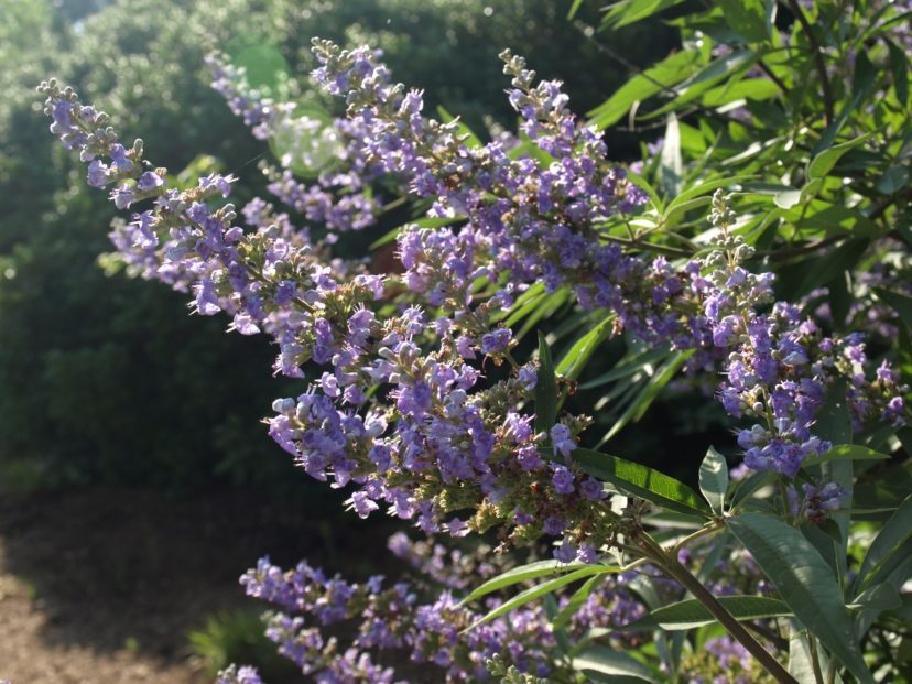 The Shoal Creek chastetree (Vitex agnus-castus ´Shoal Creek´) is a readily available variety.