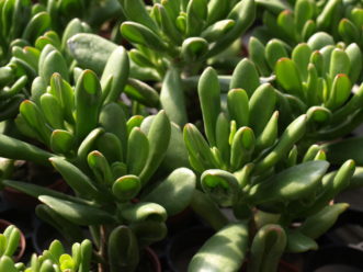 The slow growing Hobbit Jade (Crassula ovata convulta ‘Hobbit’) has tubular, pipe shaped leaves with reddish tips.