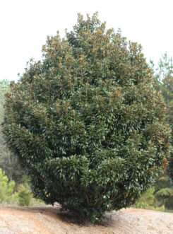 The thick, upright branching habit and dense foliage makes Magnolia grandiflora ‘Alta’ almost appear to be a large shrub.