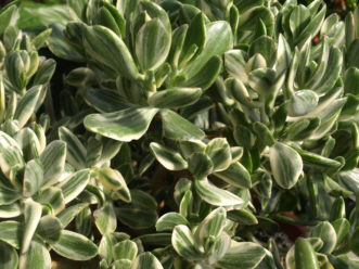 The Tricolor Jade (Crassula ovata ‘Tricolor’) has creamy white-and rose-striped pointed leaves. 