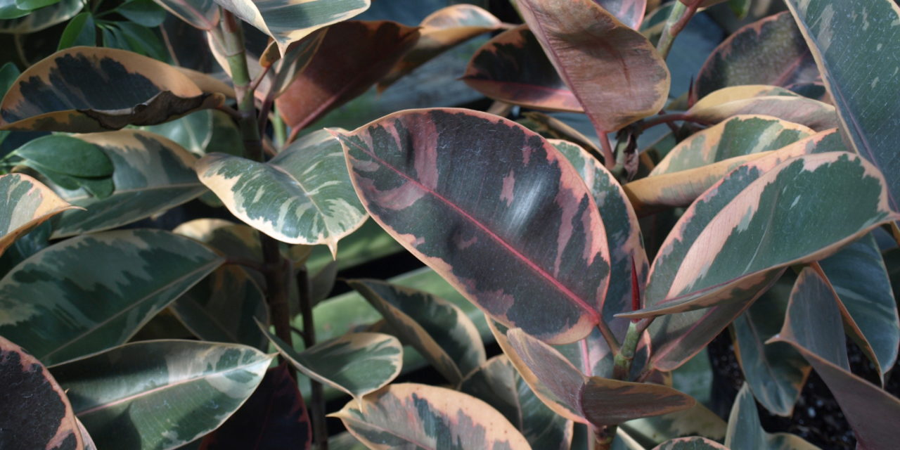 The Tricolor rubber plant (Ficus elastica ‘Tricolor’) has attractive green, cream and pink splotched leaves. Photo by Barbara H. Smith, HGIC Clemson Extension