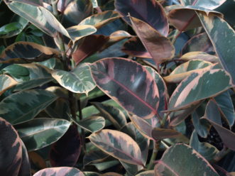 The Tricolor rubber plant (Ficus elastica ‘Tricolor’) has attractive green, cream and pink splotched leaves.