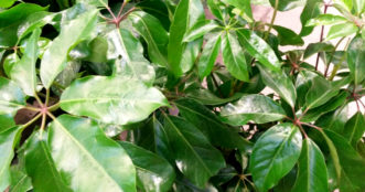 The Umbrella Tree (Schefflera actinophylla) has large glossy leaves.