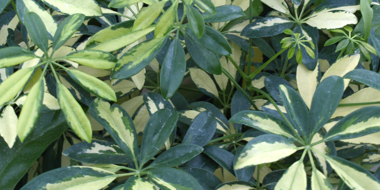 The variegated Dwarf Schefflera (Schefflera arboricola ‘Variegata) has a more compact growth habit. Barbara H. Smith, HGIC, Clemson Extension